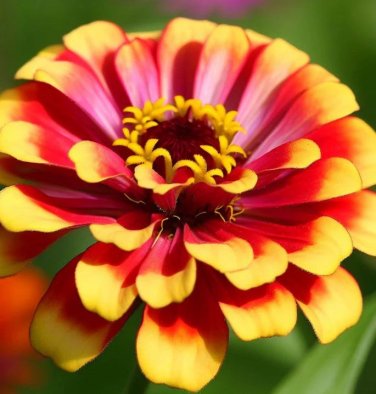 *NEW* Sombrero Zinnia Seeds Zinnia elegans