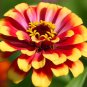 *NEW* Sombrero Zinnia Seeds Zinnia elegans