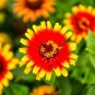 *NEW* Sombrero Zinnia Seeds Zinnia elegans