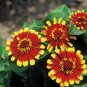 *NEW* Sombrero Zinnia Seeds Zinnia elegans