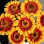 *NEW* Sombrero Zinnia Seeds Zinnia elegans