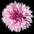 Tall Pink Bachelor Button Cornflower Flower. 250 Seeds.