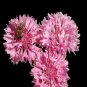 Tall Pink Bachelor Button Cornflower Flower. 250 Seeds.