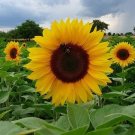 Dwarf Sunspot Sunflower, Helianthus annuus 40 Seeds