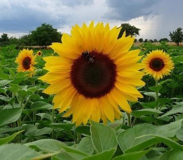 Dwarf Sunspot Sunflower, Helianthus annuus 40 Seeds