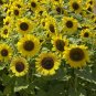 Dwarf Sunspot Sunflower, Helianthus annuus 40 Seeds