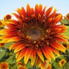 Joker Hybrid F1 Sunflower 10 Seeds.