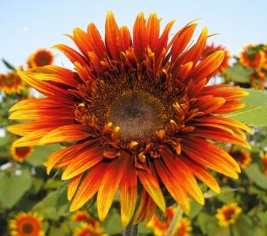 Joker Hybrid F1 Sunflower 10 Seeds.