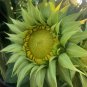 SunFill Green Sunflower 10 Seeds