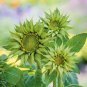 SunFill Green Sunflower 10 Seeds