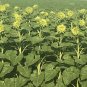 SunFill Green Sunflower 10 Seeds