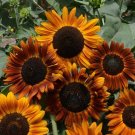 Earthwalker Sunflower Flower 25 Seeds Helianthus annuus