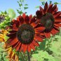Earthwalker Sunflower Flower 25 Seeds Helianthus annuus