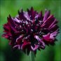 Black Ball Purple Bachelor Button Cornflower.
