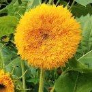 Sungold Sunflower Tall Teddy Bear 10 Seeds Helianthus annuus