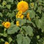 Sungold Sunflower Tall Teddy Bear 10 Seeds Helianthus annuus
