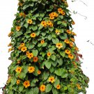 Black Eyed Susan Vine. (25) Seeds.