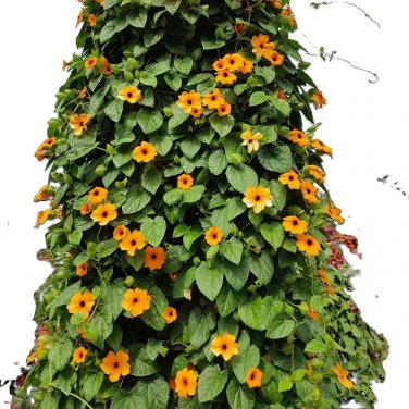 Black Eyed Susan Vine. (25) Seeds.