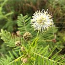 Illinois Bundleflower (Desmanthus illinoensis) Flower 50 Seeds