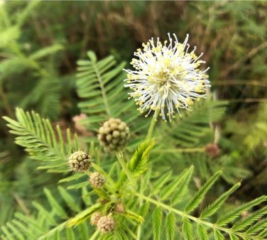 Illinois Bundleflower (Desmanthus illinoensis) Flower 50 Seeds