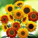 Autumn Beauty Sunflower 25 Seeds Helianthus annuus