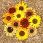 Autumn Beauty Sunflower 25 Seeds Helianthus annuus