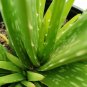 Aloe Vera Hybrid True Aloe Seeds