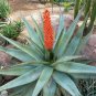 Aloe Vera Hybrid True Aloe Seeds
