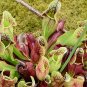 Purple Pitcher Plant Seeds. Sarracenia purpurea.