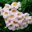 China Doll Plant Radermachera Sinica Seeds