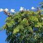 China Doll Plant Radermachera Sinica Seeds