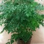 China Doll Plant Radermachera Sinica Seeds