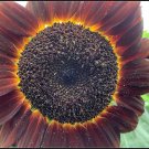 Sunflower Seeds Rouge Royale 25 Seeds
