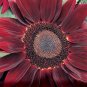 Sunflower Seeds Rouge Royale 25 Seeds