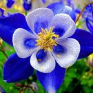 Columbine, Blue (Aquilegia caerulea). 50 Seeds