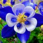 Columbine, Blue (Aquilegia caerulea). 50 Seeds
