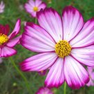 Candy Stripe Cosmos Bipinnatus Flower 100 Seeds