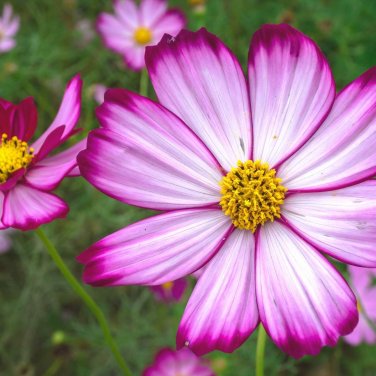 Candy Stripe Cosmos Bipinnatus Flower 100 Seeds