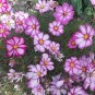 Candy Stripe Cosmos Bipinnatus Flower 100 Seeds