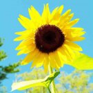 American Giant Hybrid Sunflower 10 Seeds