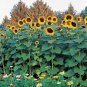 American Giant Hybrid Sunflower 10 Seeds