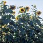 American Giant Hybrid Sunflower 10 Seeds