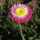 *NEW* Paper Daisy Rose Color Seeds. Helipterum roseum