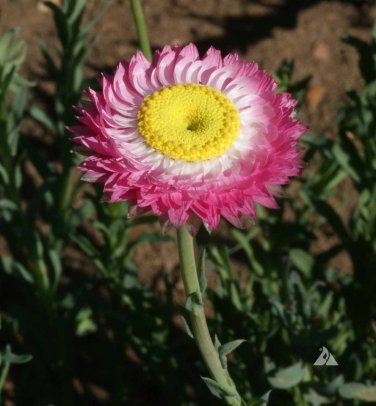 *NEW* Paper Daisy Rose Color Seeds. Helipterum roseum