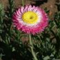 *NEW* Paper Daisy Rose Color Seeds. Helipterum roseum