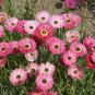 *NEW* Paper Daisy Rose Color Seeds. Helipterum roseum