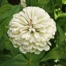 Polar Bear Zinnia 100 Seeds