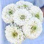 Polar Bear Zinnia 100 Seeds