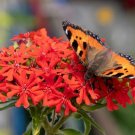 Maltese Cross Seeds Lychnis chalcedonica Maltese Cross Seeds Lychnis chalcedonica