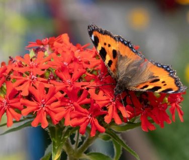 Maltese Cross Seeds Lychnis chalcedonica
